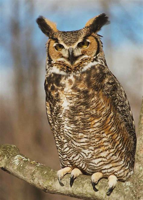 Great Horned Owl (Bubo virginianus) by Janice Laurencelle - The Owl Pages