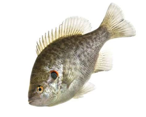 Shell Cracker Fish | Everything You Need To Know • Panfish Nation