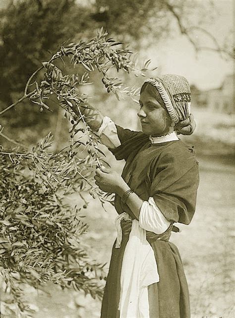 Ramallah - رام الله : RAMALLAH - Maiden picking olives from tree ...