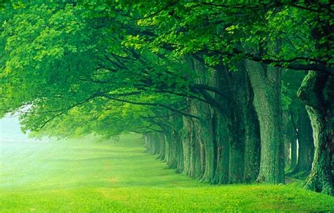 bosque | Green nature wallpaper, Nature desktop, Nature desktop wallpaper