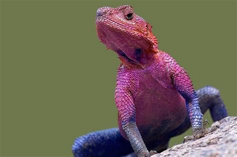 AGAMA LIZARD - Creating Animal AwarenessCreating Animal Awareness