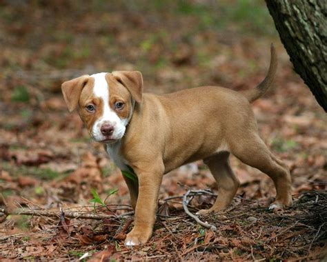 Brown Pitbull Puppies