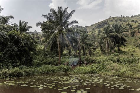 Kivu’s forests