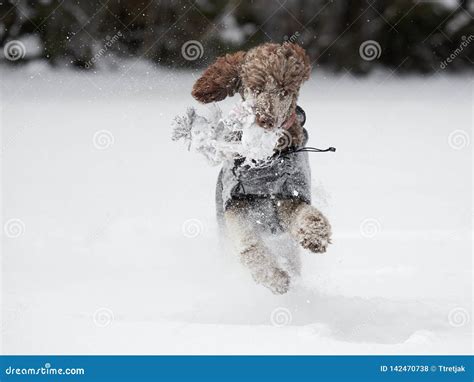 Dog Running and Enjoying the Snow on a Beautiful Winter Day. Stock Photo - Image of landscape ...