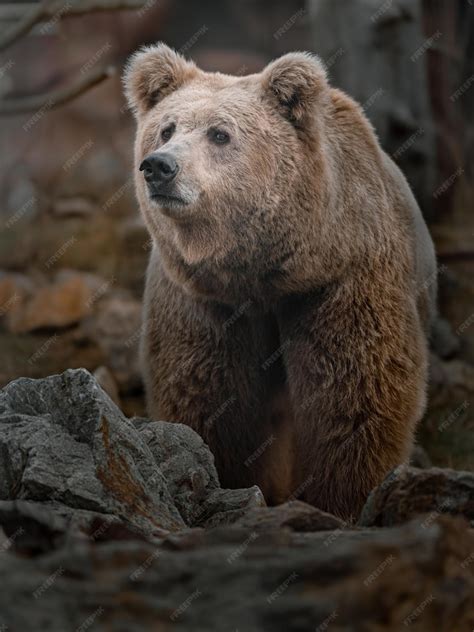 Premium Photo | Himalayan Brown Bear