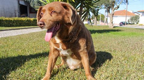 Guinness World Records suspends 'oldest dog ever' title for Portuguese ...