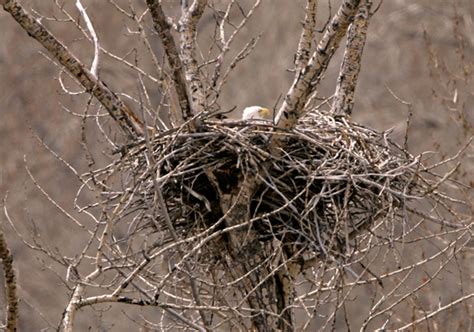 PhotosCanada.com Gallery :: Bald Eagles Nesting Photos, British ...