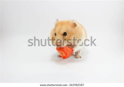 Hamster Eating Carrot Stock Photo 365982587 | Shutterstock