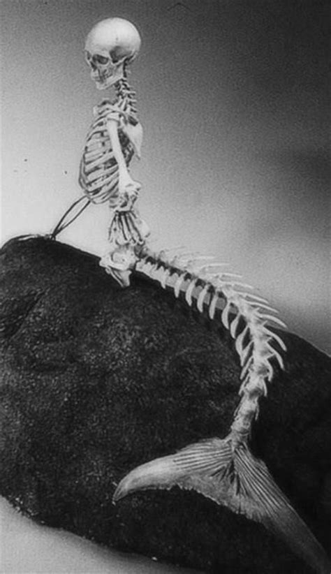 The skeleton mermaid | Mermaid skeleton, Art, Mermaid