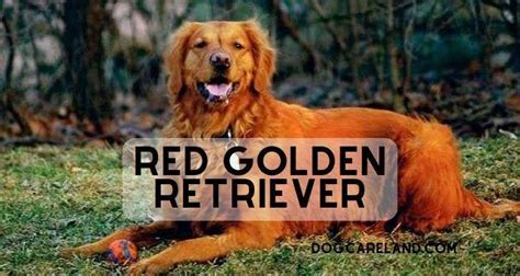 Red Golden Retriever Puppies: Red Canine into Your Family- DCL