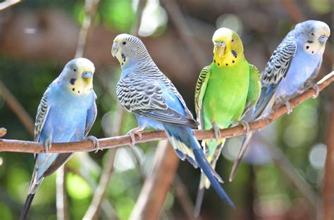 Learn All About Pet Budgie Birds