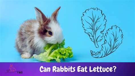 Can Rabbits Eat Lettuce? Can They Have It Without Any Risk?