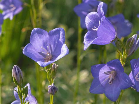 Peach-Leaved Bellflower: Plant Care & Growing Guide