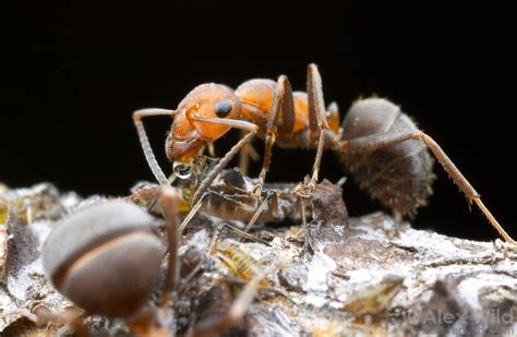 Symbiosis in Ants – Myrm's Ant Nest