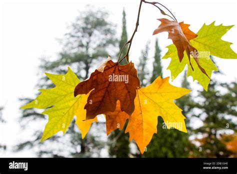 Plane tree autumn and fall leaves background, natural beauty Stock ...