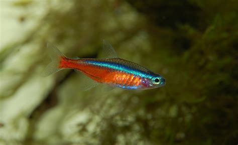 Neon Tetra care: the ultimate guide - Aquariumfreaks.com