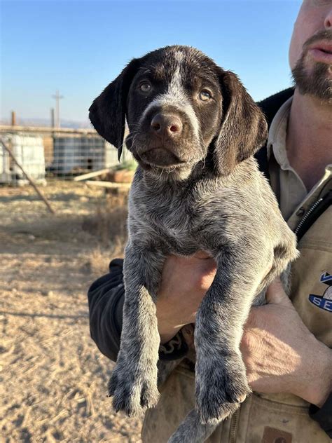 German wirehair | Pets | ksl.com