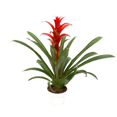 Red Bromeliad - Plant Jungle