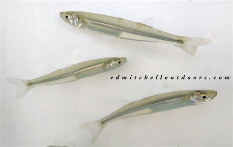 The Atlantic Silverside: an Essential Forage Fish | Ed Mitchell Outdoors Atlantic Silversides ...