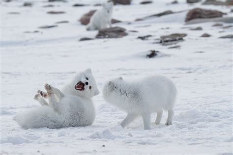 Polar Bear Migration Safari & Arctic Flying Experience | Arctic Kingdom