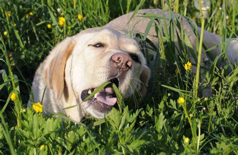 Why Does My Dog Eat Grass and How Do I Stop It?