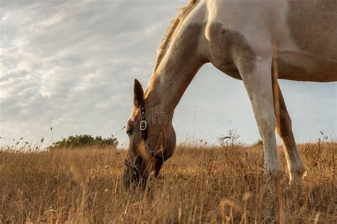 Horse Grazing in a Pasture with Grass Stock Photo - Image of horselove, green: 140035260