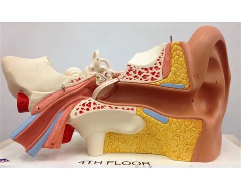 Ear Model Quiz