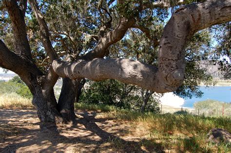 Sweetwater Trail – Cachuma Lake, California | Brian's hikes