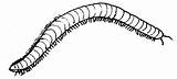 Millipede Coloring Page Coloring Pages sketch template