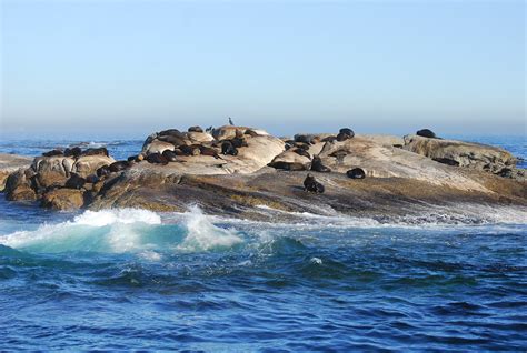 Seal Island Hermanus Bay Cape Town South Africa | Seal Islan… | Flickr