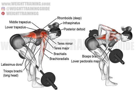 Barbell underhand-grip bent-over row exercise Lat Workout, Tone Arms Workout, Barbell Workout ...