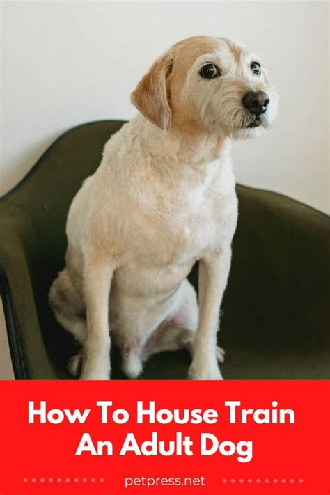 How to House Train an Adult Dog: A Guide For Dog Owners