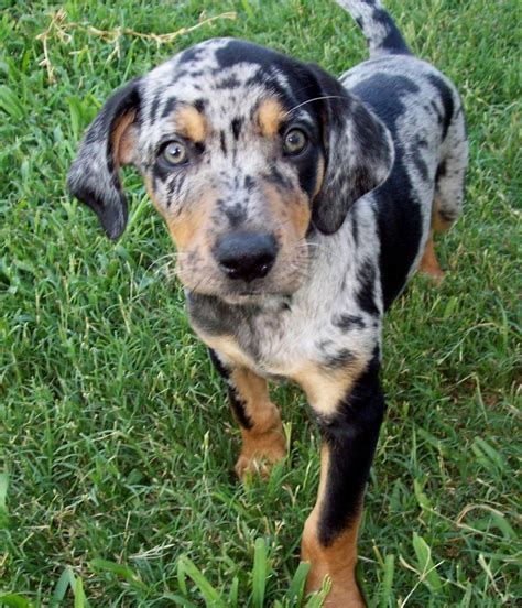 Catahoula Leopard Dog : 7 Gorgeous Catahoula Dog Pictures | Biological Science Picture Directory ...