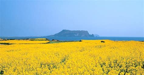 Jeju Island Spring Travel Guide A to Z - Trazy Blog