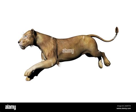 Lion runs after the prey Stock Photo - Alamy