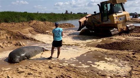 Stranded Manatee Rescued and Released With Help From a Bulldozer in ...