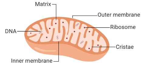 Vacuole Function and Structure | Types with Examples