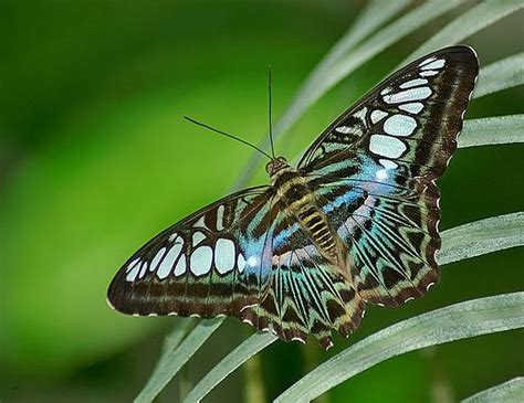 Blue Clipper | Animals bugs, Beautiful butterflies, Blue