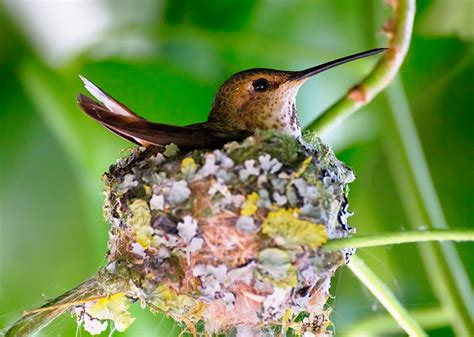 Rufous Hummingbird Hatching | Flickr - Photo Sharing!