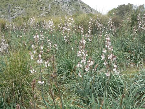 Asphodels populate the Asphodel Fields and are sacred to Hades, Persephone, and Hecate ...