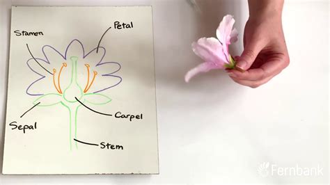 Flower Dissection Lab Worksheet Answers | Best Flower Site