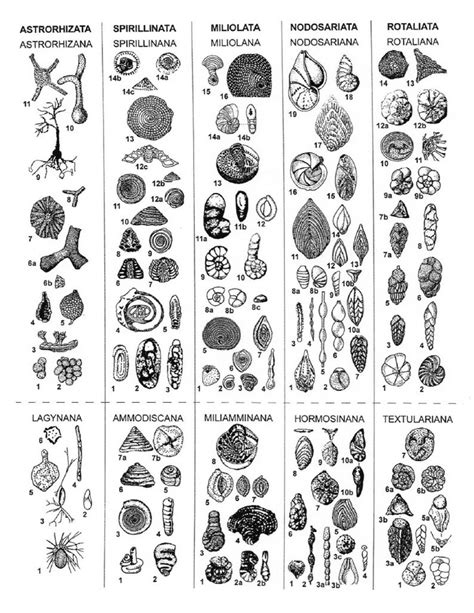 illustrated catalog, Foraminifera.eu Project | Geology, Crinoid fossil, Patterns in nature