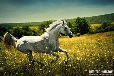 White wild Horse – Fast galloping - 54ka [photo blog]