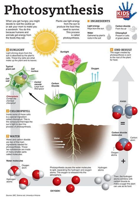 Photosynthesis Worksheet Middle School – Imsyaf.com