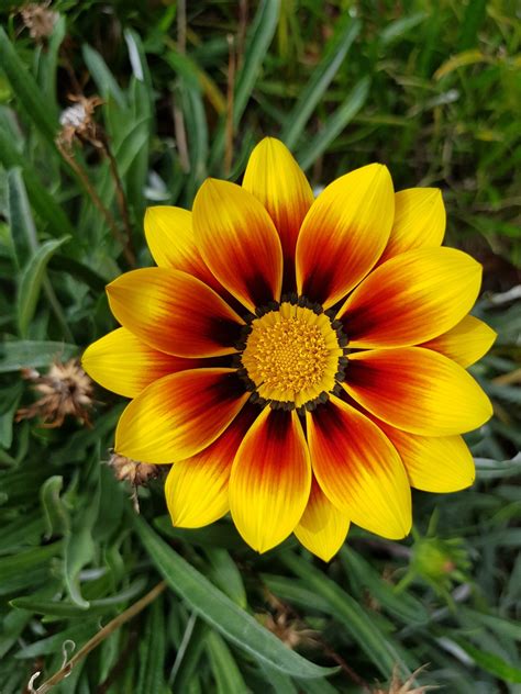 15 Flawlessly Symmetrical Plants That Prove Nature Is A Perfectionist ...