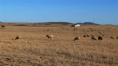 Blesbok Antelopes (Damaliscus Pygargus) Grazing In Open Grassland, South Africa Stock Footage ...