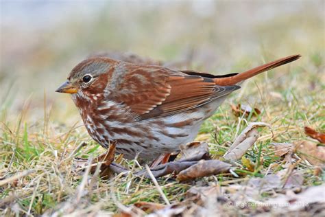 Fox Sparrow - Big Year Birding