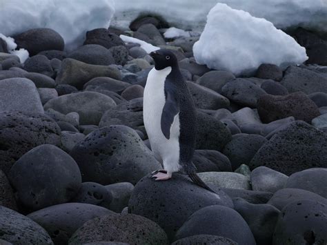 Antarctica field log: Penguin Island? Surely you mean Volcano Island! | Highly Allochthonous