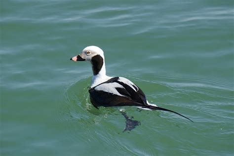 Male Long-tailed Duck Photograph by J R Sanders - Fine Art America