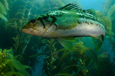 Kelp Bass (Paralabrax clathratus) swimming through Giant Kelp stock ...